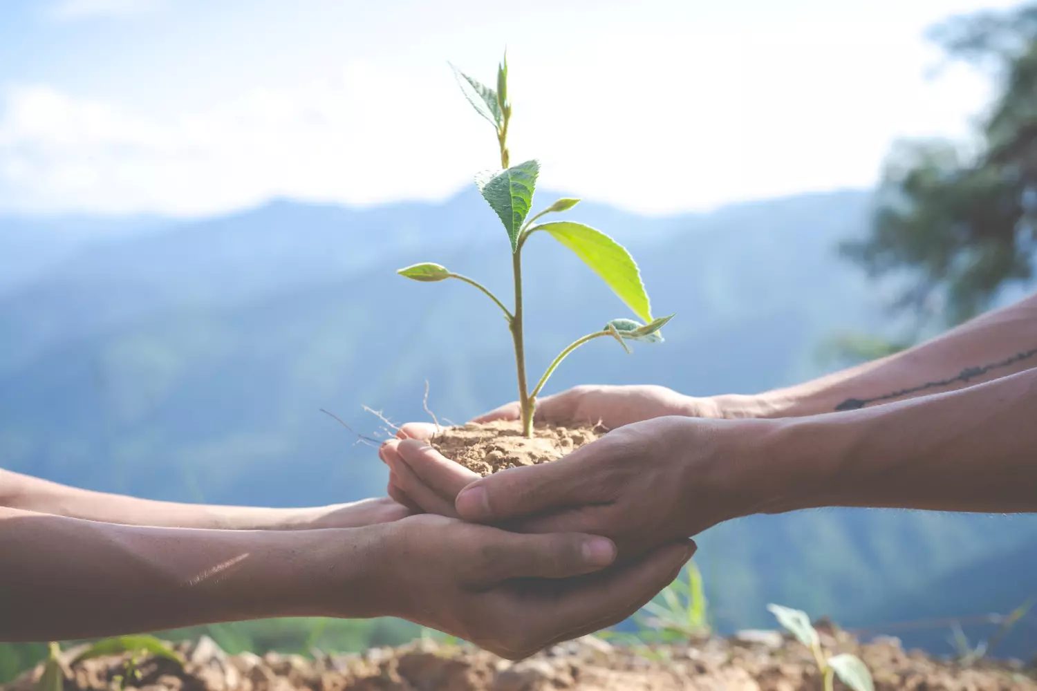 serviço ambiental