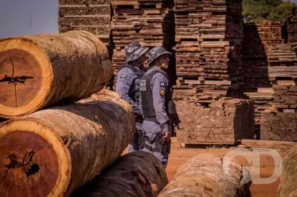 Mato Grosso lidera em rastreabilidade de madeira