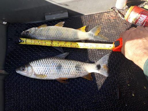 PMA autua pescadores de Ribas e apreende pescado, barcos, motores e petrechos de pesca