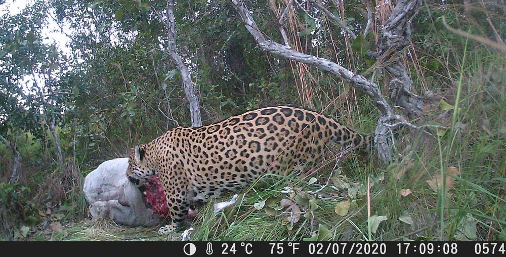 Câmera instalada em fazenda no MS flagra onça-pintada se alimentando