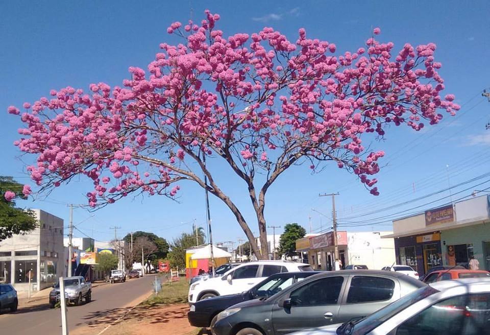 Previsão para o final de semana é de frio e melhora na umidade do ar em Ribas do Rio Pardo-MS