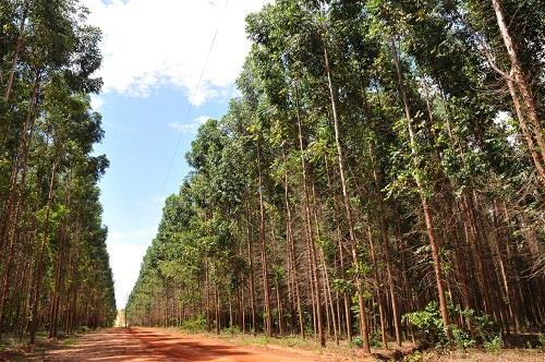 Sem perder rebanho, pecuária dá espaço para novas culturas em Mato Grosso do Sul