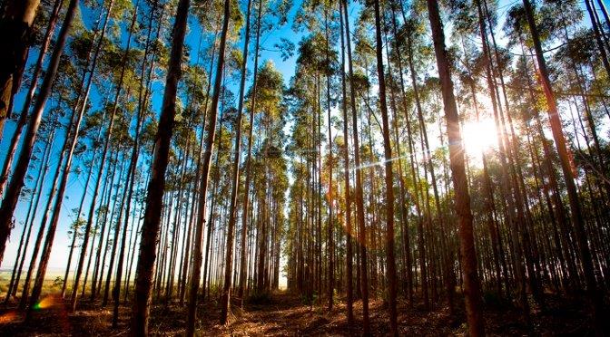 IBGE revela aumento de 30% em florestas plantadas em Mato Grosso do Sul