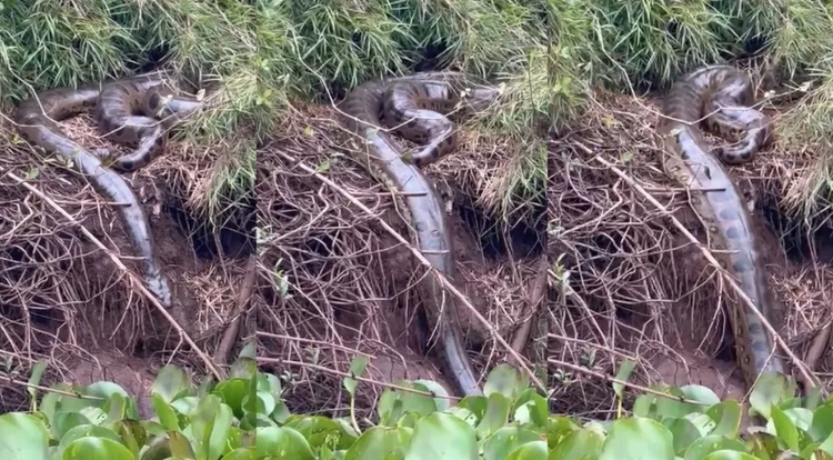 Sucuri gigante é vista entrando em rio após 'banho de sol' em MS