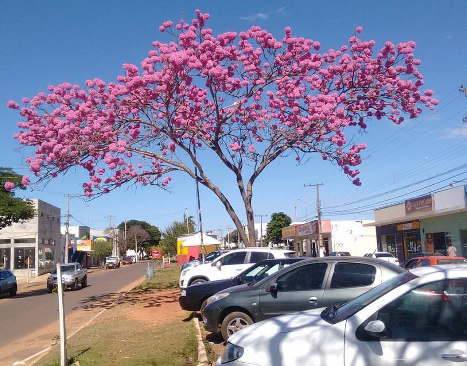 Primavera chega trazendo temperaturas altas com previsão de até 40ºC em MS