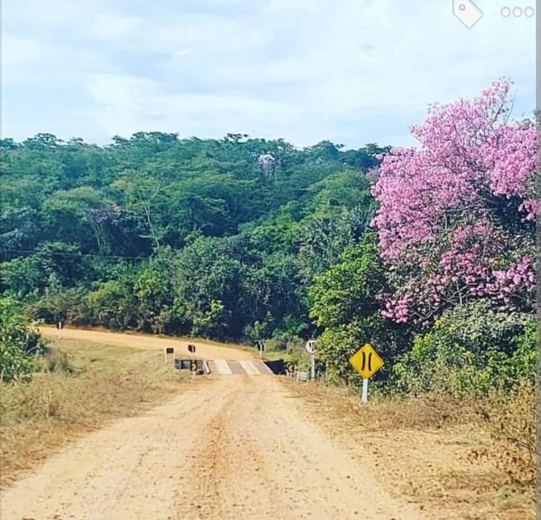 IPÊ-ROSA RIO-PARDENSE