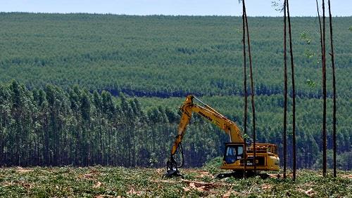 Produtores de eucalipto terão que contribuir com Fundersul a partir de 2019