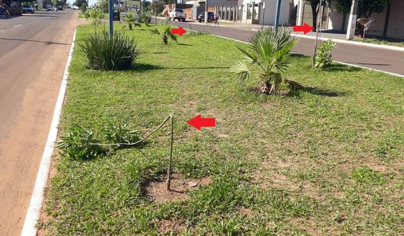 Vândalo destrói árvores novas em avenida de Ribas do Rio Pardo