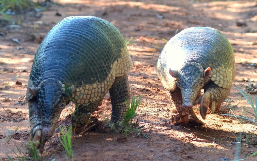 Casal da maior espécie de tatu do mundo surpreendeu biólogos em Ribas do Rio Pardo (MS)