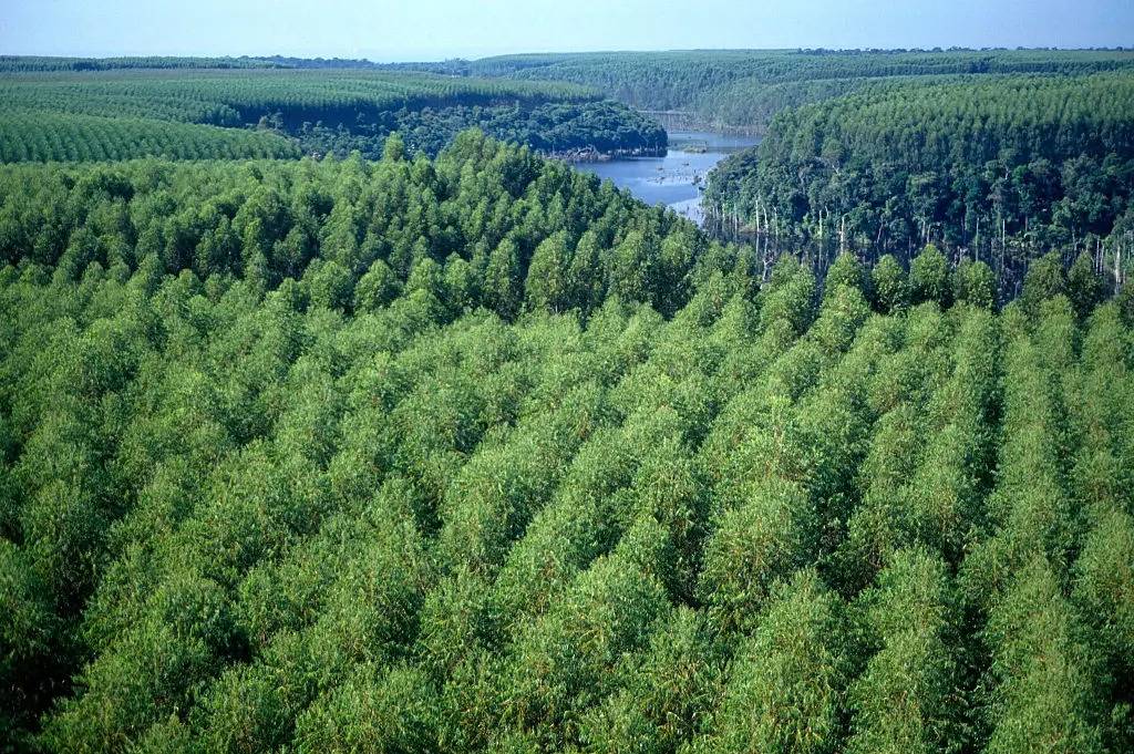 Movimento critica mega fábrica de celulose e cultivo de árvores transgênicas no Brasil