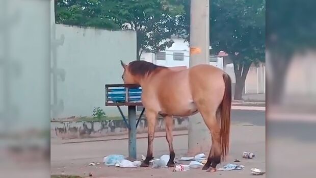 Rotina nas ruas de Ribas, animais comendo lixo foi manchete na imprensa da capital