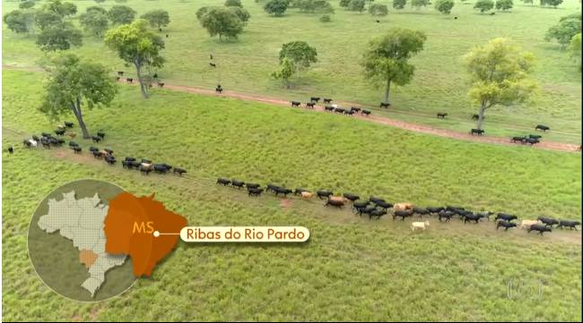 Globo Rural destacou fazenda em Ribas do Rio Pardo na criação da raça Angus; Assista