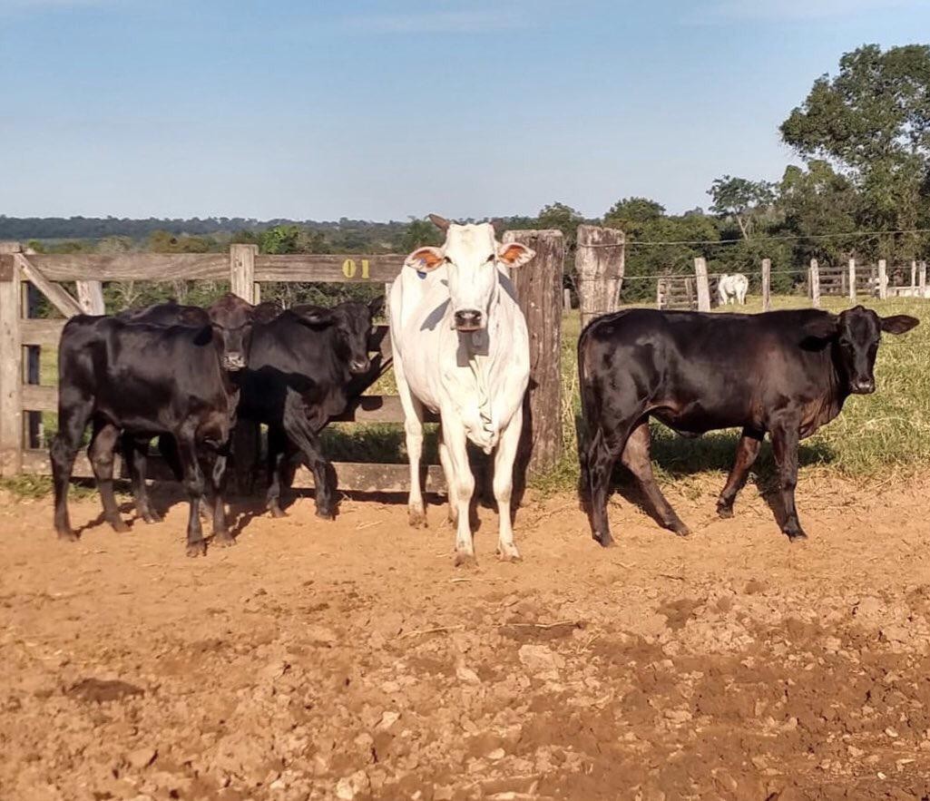 Vaca nelore contraria probabilidade e dá luz a trigêmeos no interior de MS