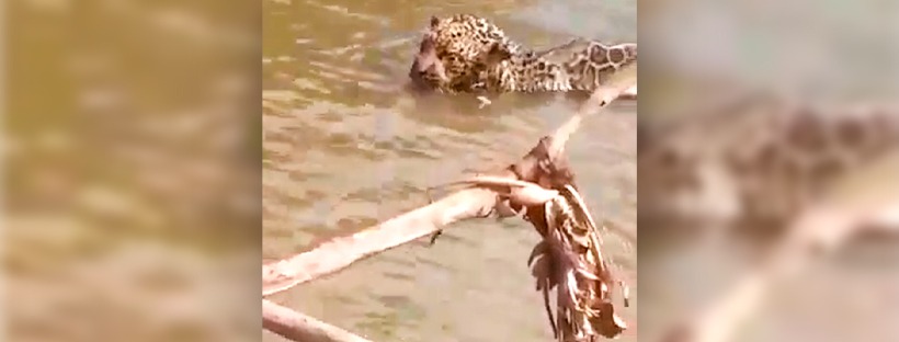 Vídeo: Pescador salva onça que ficou presa em anzol de galho no rio Miranda