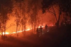 Cientistas Desenvolvem Tecnologia de Proteção Contra Incêndios Florestais