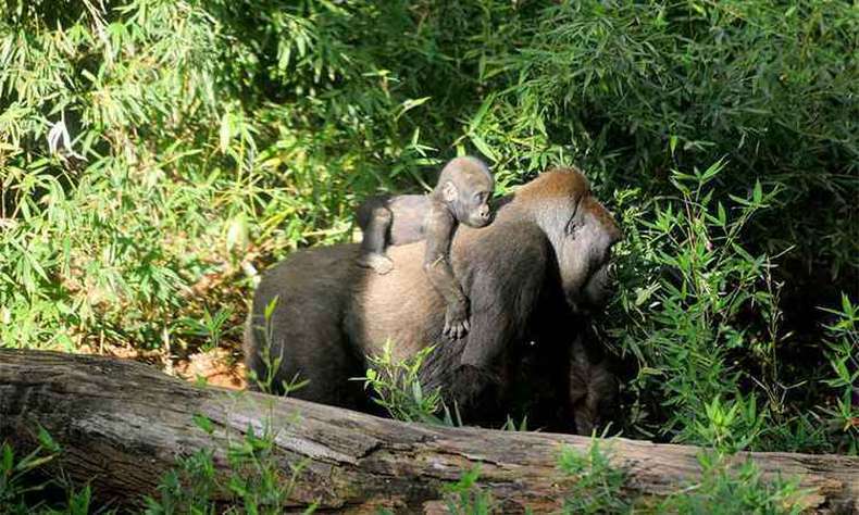 Você já se perguntou o que um zoológico faria no caso de um Incêndio florestal?