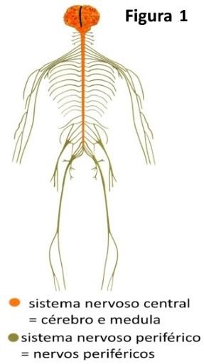 Polirradiculoneuropatia: Sindrome de Guillain-Barré: diagnóstico