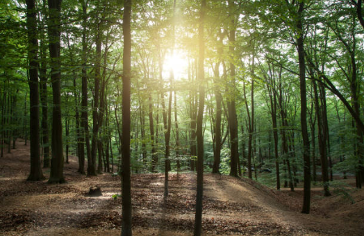 Estudo Ambiental preliminar (EAP)