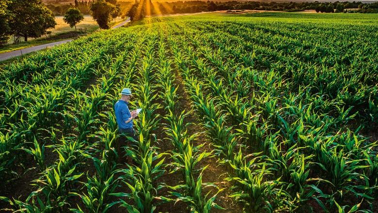 Produção de milho do Brasil deve cair 3,4% após seca no Rio Grande do Sul