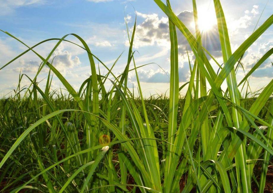 Bagaço de cana já gera quase 40% da energia elétrica consumida em Mato Grosso do Sul