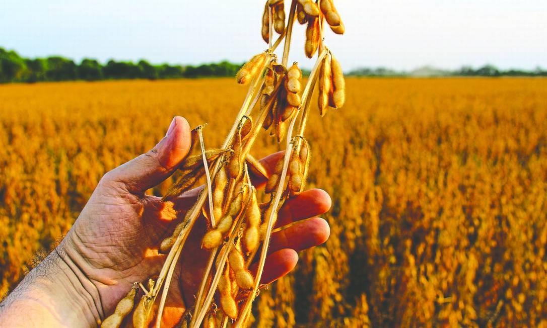 Soja inicia semana em baixa nesta 2ª à espera de números do USDA e monitorando clima e demanda