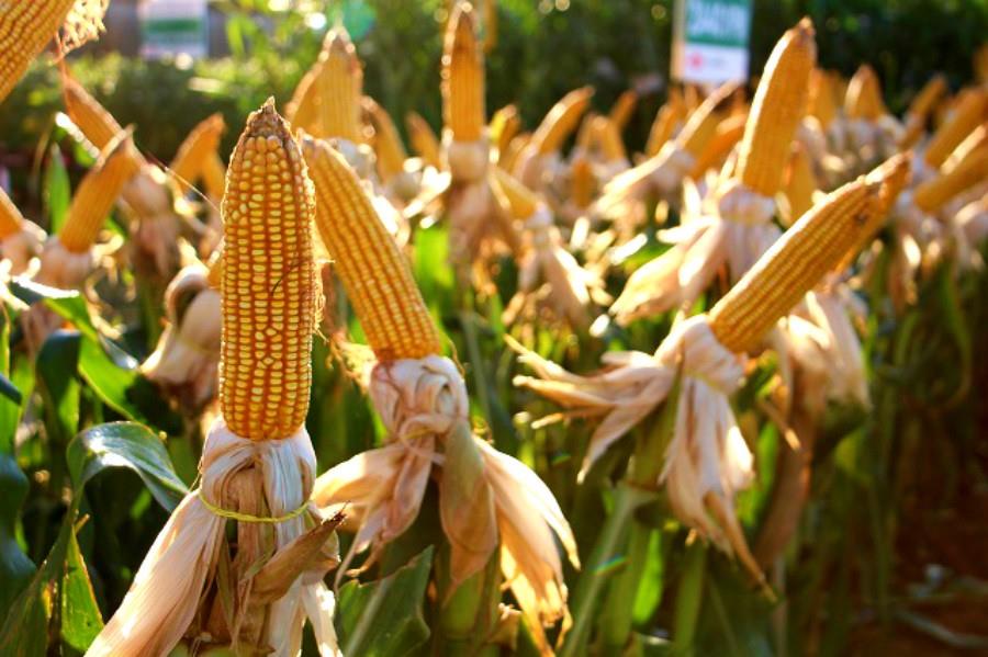 Mato Grosso do Sul tem a 5ª maior produção de grãos do país