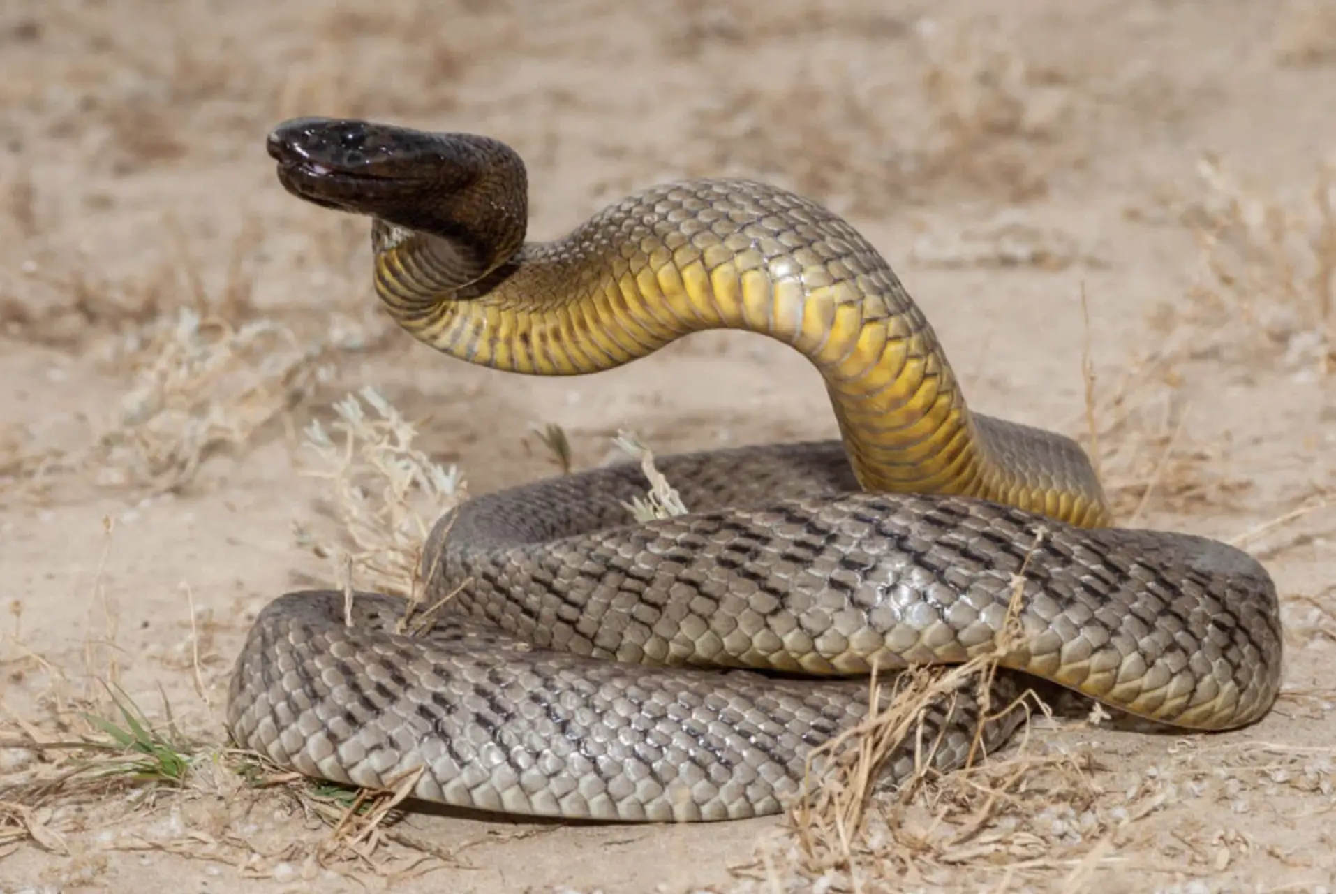 Maior cobra venenosa do mundo é vista 'em pé' na Índia e imagens repercutem