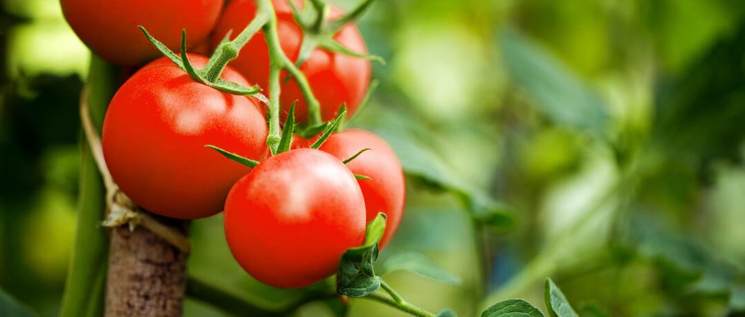 EUA sofrem com doença do tomate