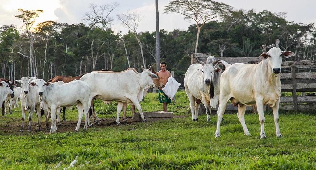 Números mostram crescimento no setor pecuário