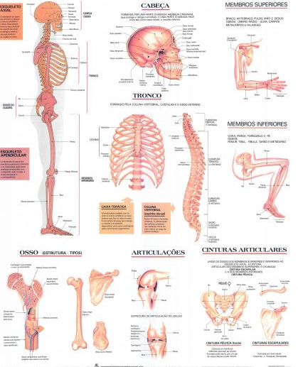 Mapa do Sistema Esquelético II