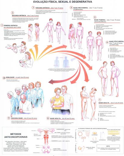 Mapa Ciclo da Vida II