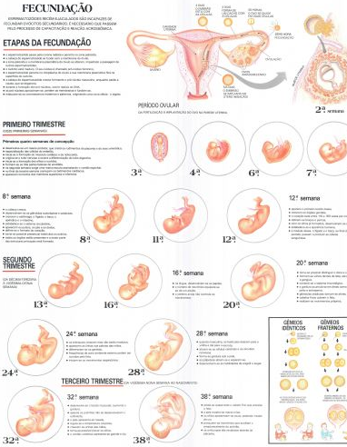 Mapa Ciclo da Vida I