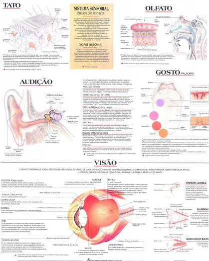 Mapa Sistema Sensorial