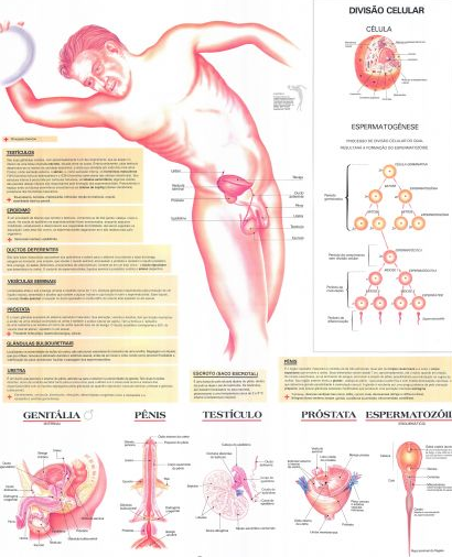Mapa Sistema Reprodutor Masculino