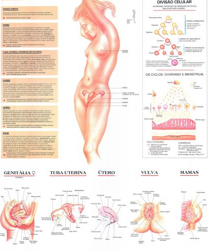 Mapa Sistema Reprodutor Feminino