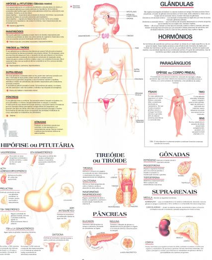 Mapa Sistema Endócrino