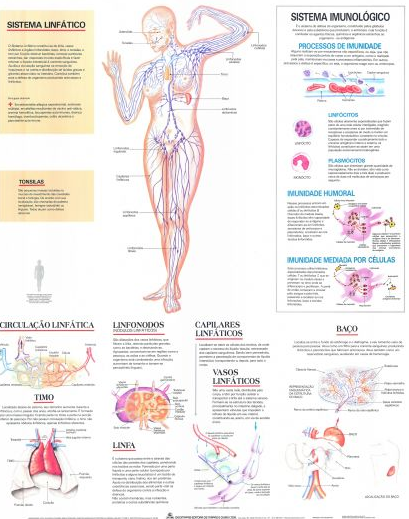 Mapa Sistema Linfático