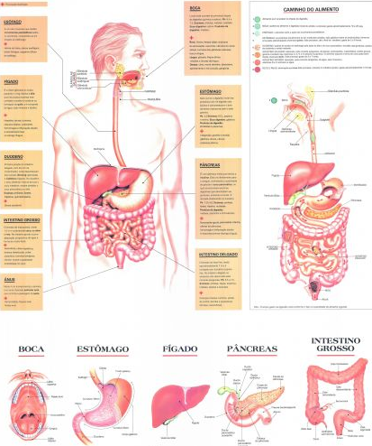 Mapa Sistema Digestório