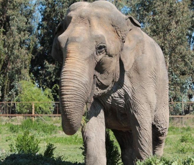 Após ser resgatada, elefanta Ramba morre de problemas renais em MT