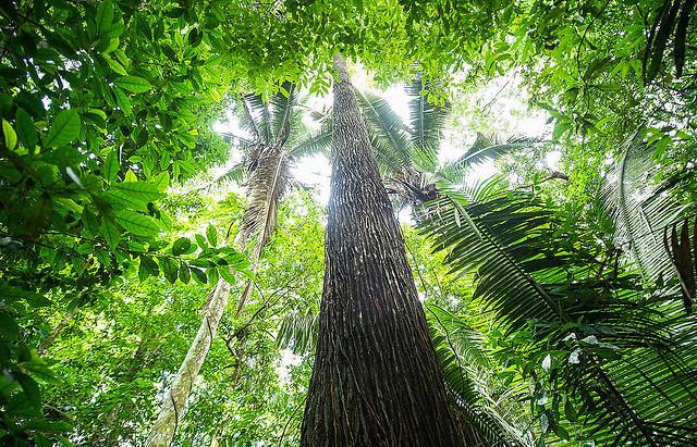 Lucro para desmatar, lucro para reflorestar: a Amazônia no mercado de carbono