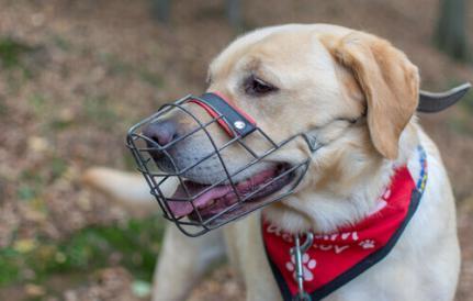 Lei determina que cães de porte médio a gigante andem com focinheira e guia