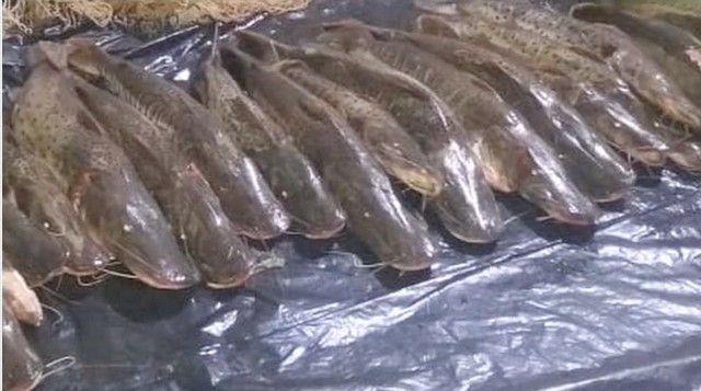 Mais de 400 quilos de pescado são apreendidos em MT