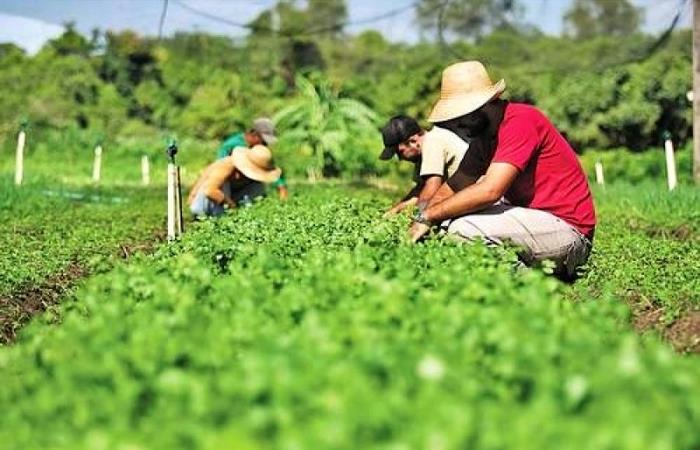 Agricultura familiar terá mais R$ 1 bilhão para investimento