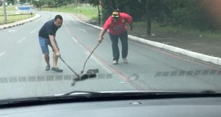 Motoristas ajudam cobra a atravessar avenida e vídeo viraliza