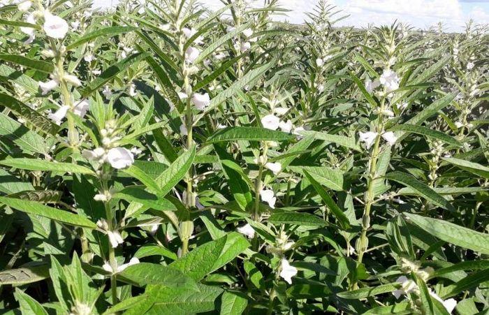 Canarana - Gergelim cultivado por agricultores familiares será exportado para o Japão