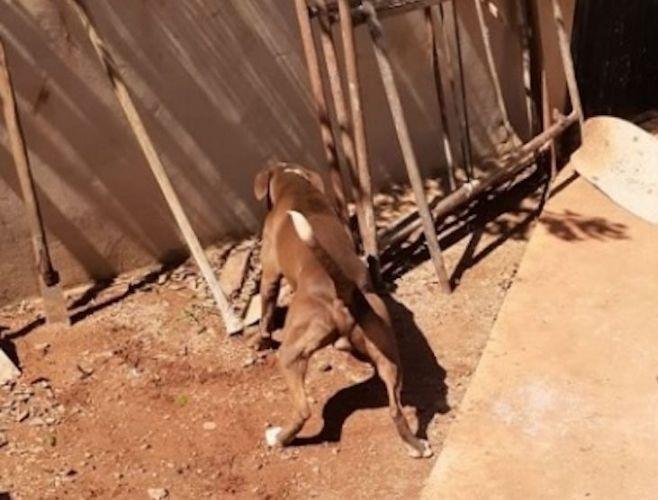 Cachorro salva menina de 12 anos de ataque de cobra