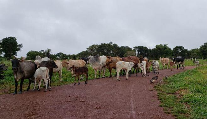 Gado de leite furtado em Ribeirão Cascalheira; a vítima oferece recompensa