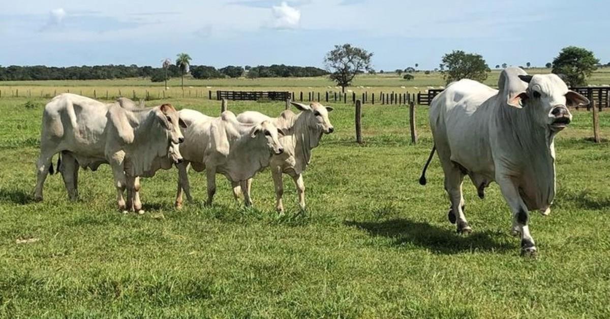 Ribeirão Cascalheira - Agropecuária do Campo monta virtual com gado geral e touros Nelore