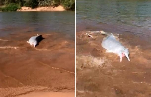 Botos são flagrados ‘pescando’ às margens do Rio Araguaia; veja vídeo