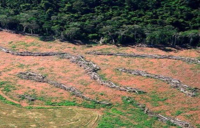 Novo sistema vai agilizar atendimento de emergências veterinárias